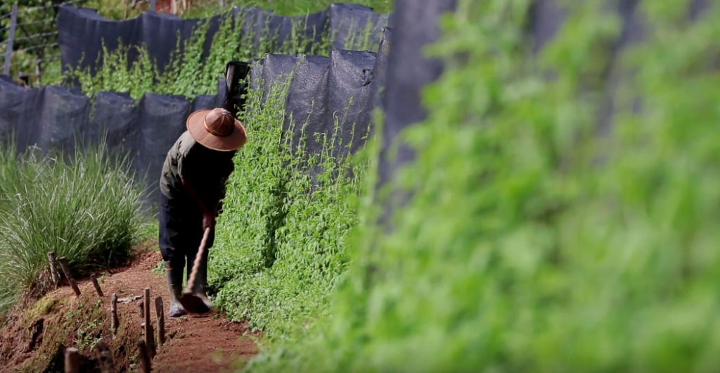 jiaogulan - farmer working the field